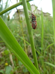 Heteroptera