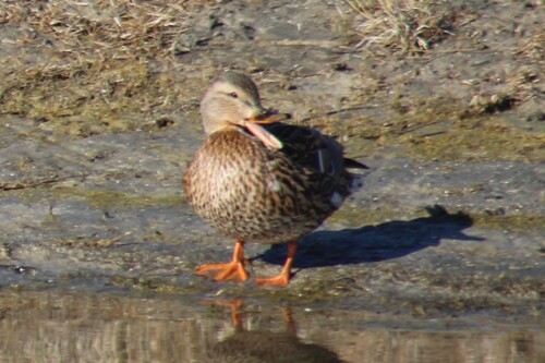 Mallard photographed in Idaho