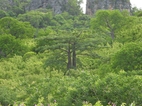 Adansonia suarezensis, photograph 1