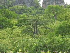 Adansonia suarezensis, photograph (c) amantedarmanin, some rights reserved (CC BY)