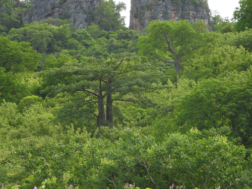 Adansonia suarezensis, photograph 2
