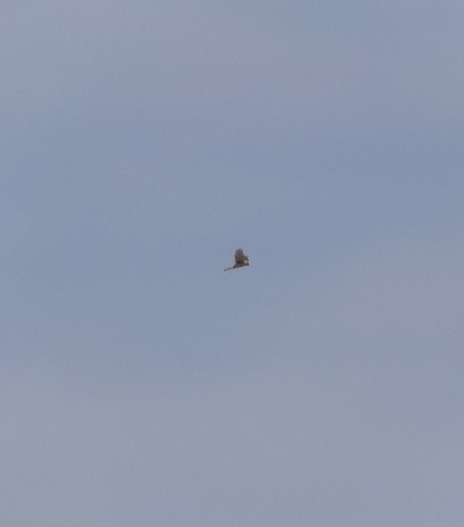 Eleonora's Falcon (Falco eleonorae)