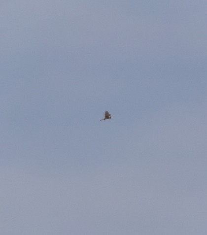 Eleonora's Falcon (Falco eleonorae), photo 1