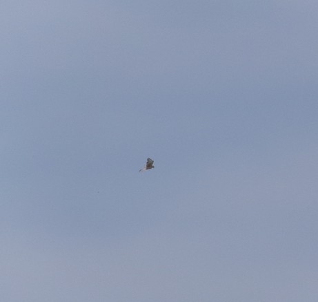 Eleonora's Falcon (Falco eleonorae), photo 2