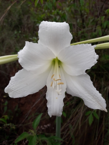 Hippeastrum argentinum