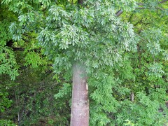 Adansonia suarezensis