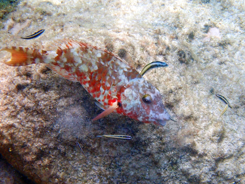 Sparisoma chrysopterum