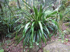 Helmholtzia glaberrima