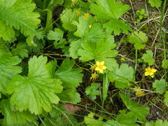 Waldsteinia idahoensis