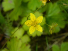 Waldsteinia idahoensis