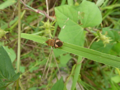 Heteroptera