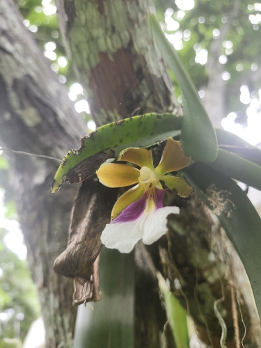 Trichocentrum albococcineum