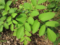 Aralia continentalis