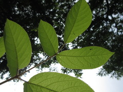 Aralia continentalis