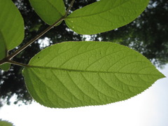 Aralia continentalis