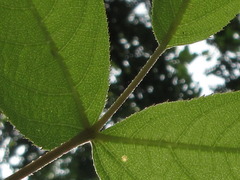 Aralia continentalis