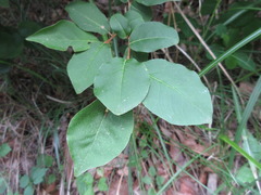 Elaeagnus multiflora