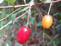 Elaeagnus multiflora