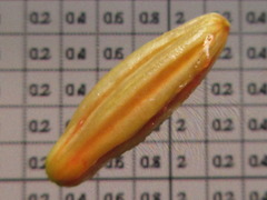 Elaeagnus multiflora