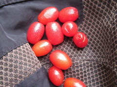 Elaeagnus multiflora