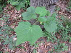 Paulownia coreana