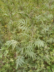 Tagetes terniflora