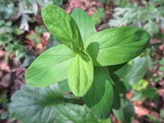 Hypericum erectum