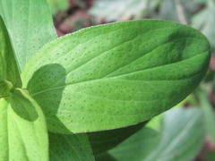 Hypericum erectum