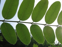 Robinia pseudoacacia