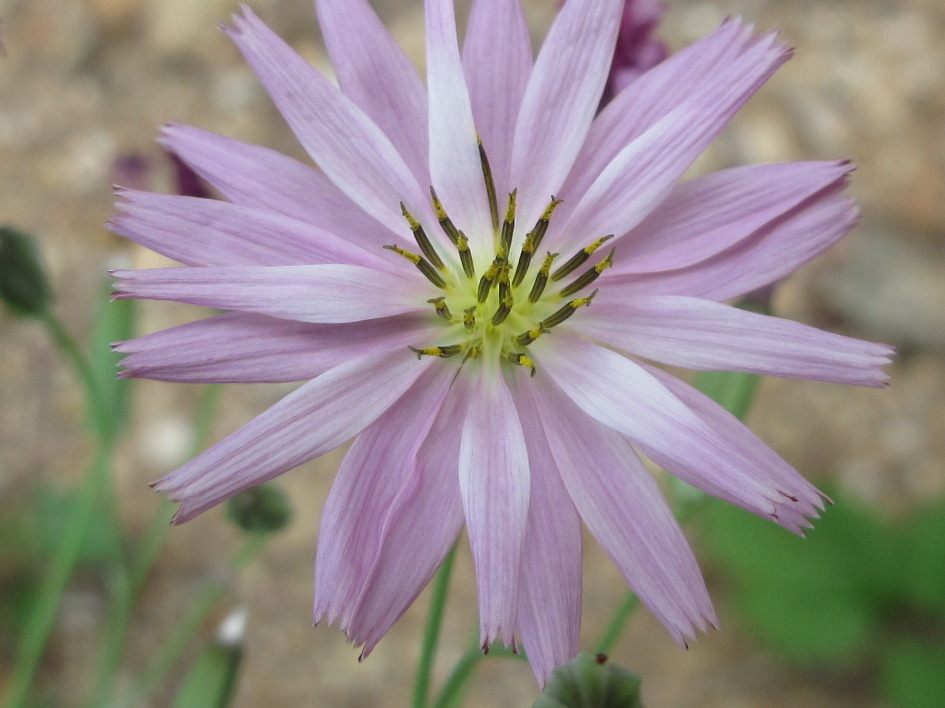 Short bristle-hair ixeris