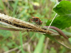 Heteroptera