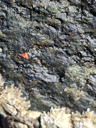 Red velvet mite (Neomolgus littoralis) recorded in the Infiernillo intertidal zone, Pichilemu