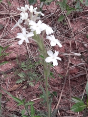 Glandularia platensis