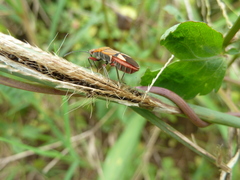 Heteroptera