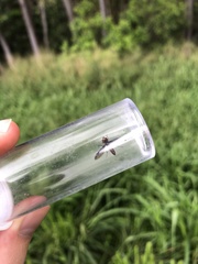 Ocyptamus dimidiatus