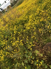 Oncosiphon pilulifer