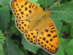 Argynnis laodice