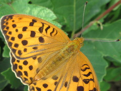 Argynnis laodice