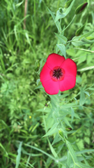 Linum grandiflorum