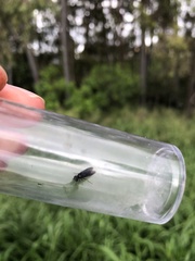 Ocyptamus dimidiatus