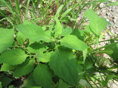 Lactuca raddeana