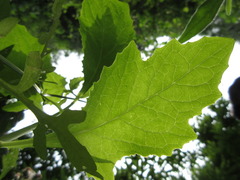 Lactuca raddeana