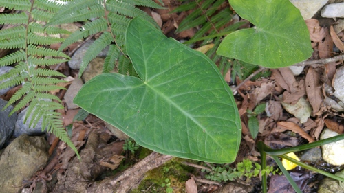 Xanthosoma robustum
