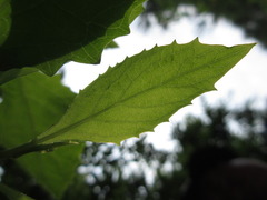 Lactuca raddeana