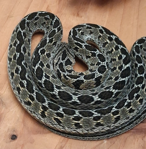 Egg-eating Snake