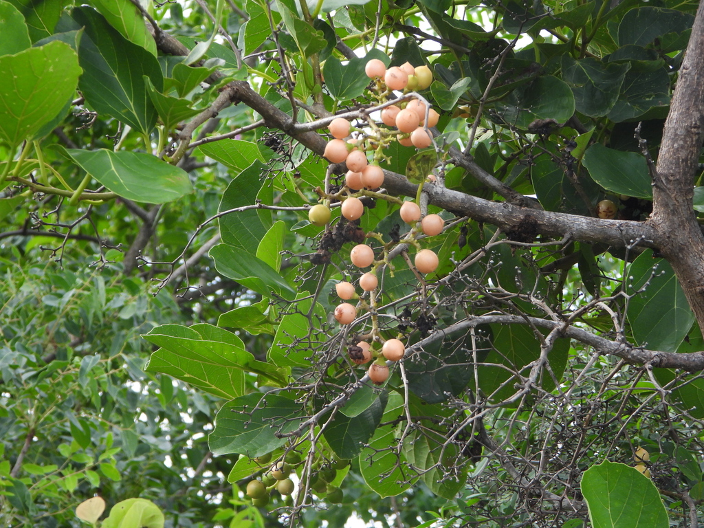 Cordia myxa; photograph (c) amantedarmanin, some rights reserved (CC BY)