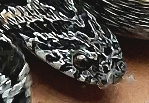 Egg-eating Snake