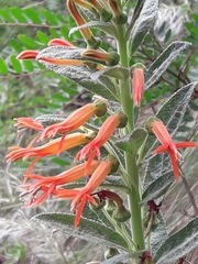 Siphocampylus foliosus