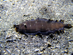 Soleichthys maculosus