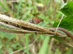 Heteroptera